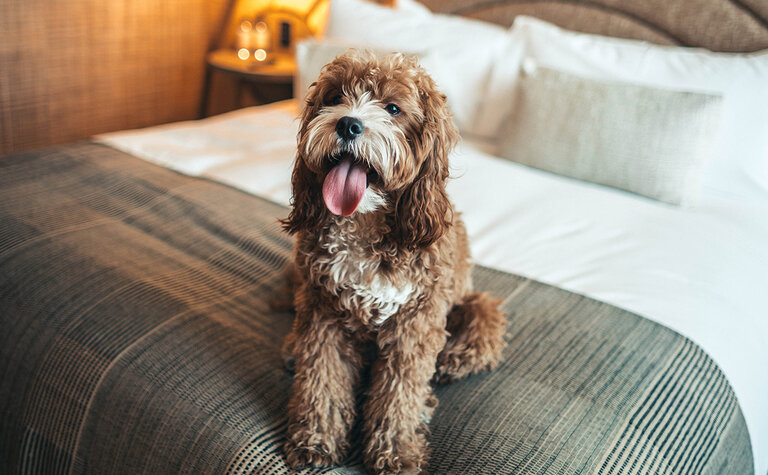 A dog sits on a bed with a plaid bedspread and white pillows.